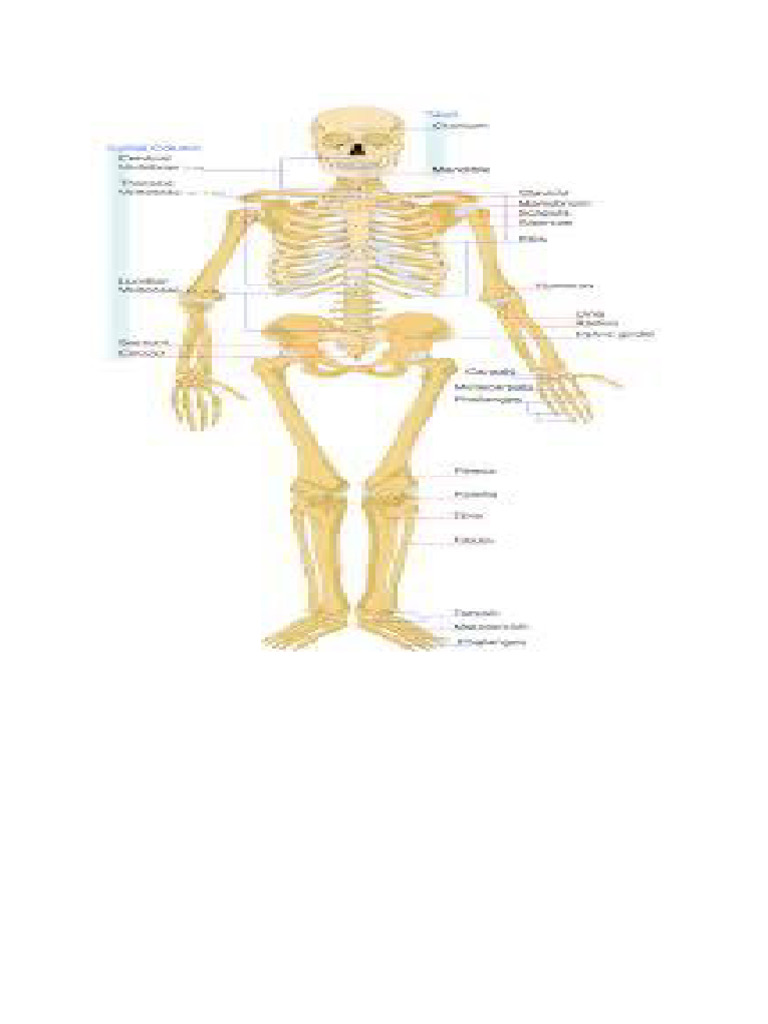 Skeleton | PDF