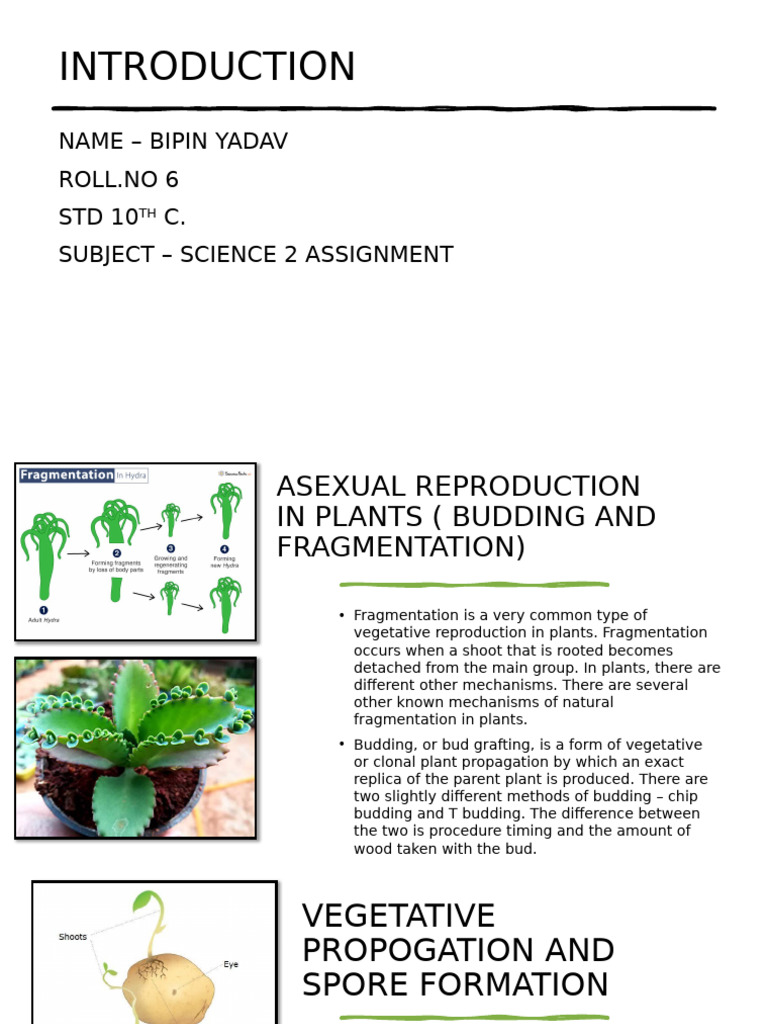 Science B - 1 | PDF | Reproductive System | Reproduction
