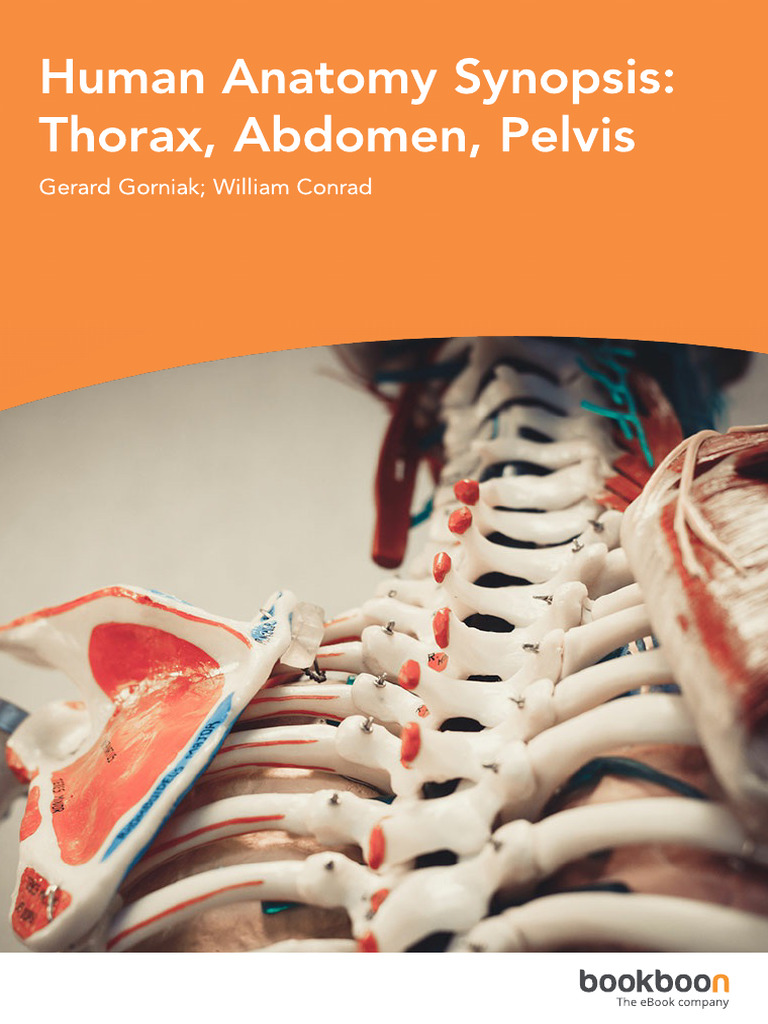 Human Anatomy Synopsis - Thorax, Abdomen, Pelvis | PDF | Vertebra | Thorax