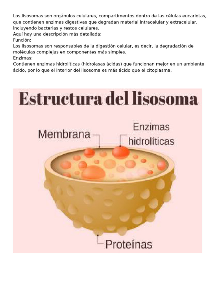 Los lisosomas | PDF