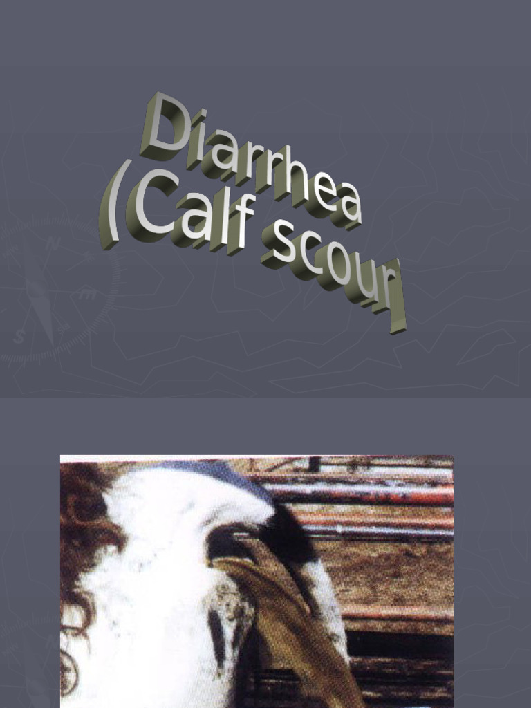 Calf Diarrhea Diagnosis and Treatment | PDF