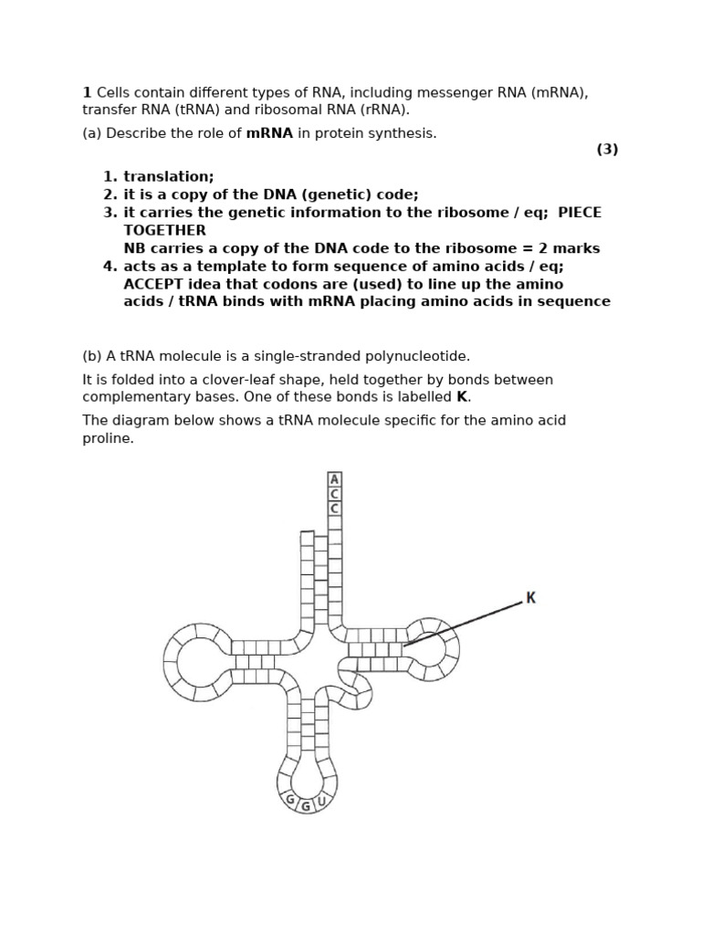 Protein Synthesis Question MS | PDF | Rna | Messenger Rna