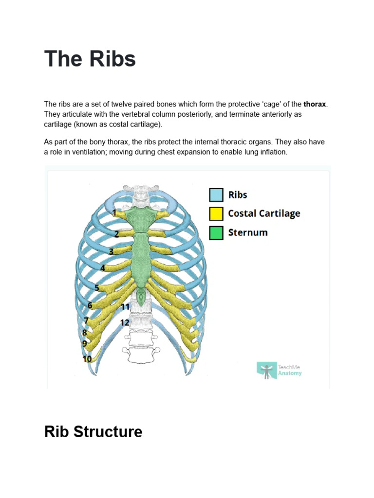 Anatomy and Function of Ribs Explained | PDF | Vertebra | Vertebral Column