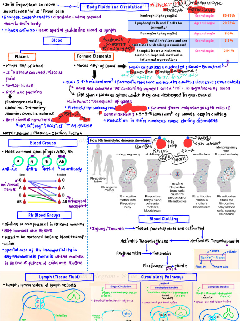 2.body Fluids and Circulation Summary Lecture Classn 250305 231156 ...