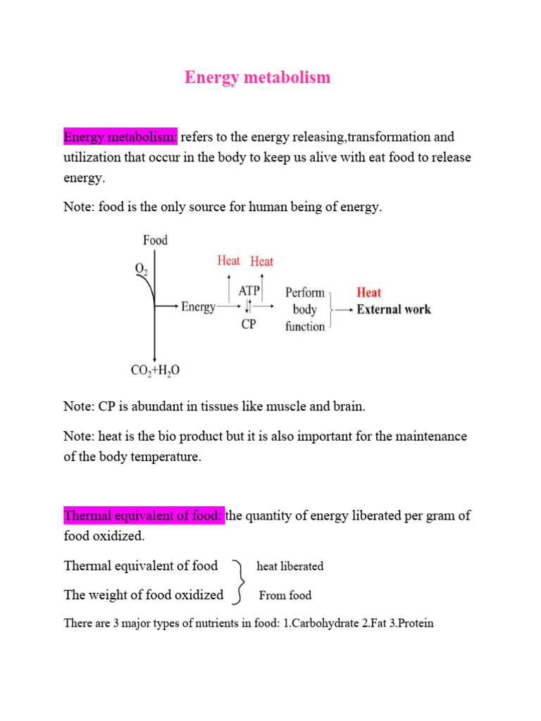 Chapter 8. Energy metabolism | PDF | Physiology