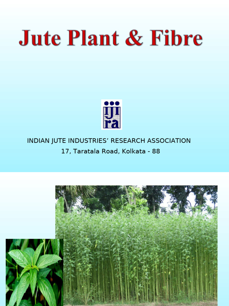 Jute Fiber Characteristics Overview | PDF | Jute | Yarn