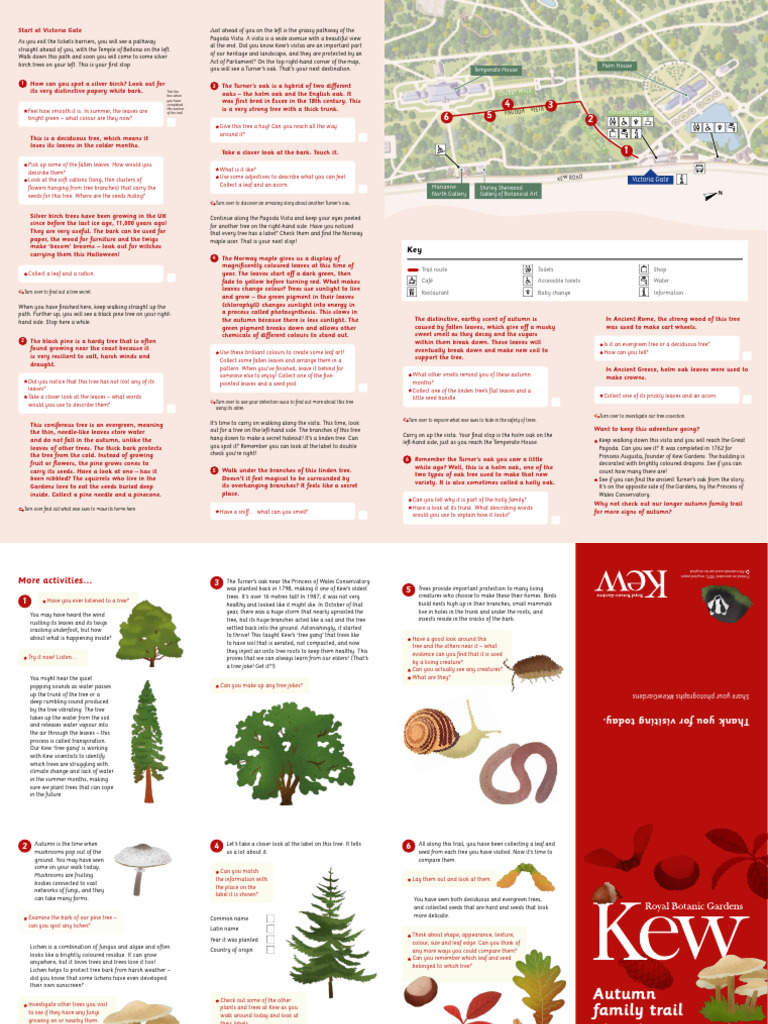 Kew Gardens Tree Exploration Trail | PDF | Trees | Leaf