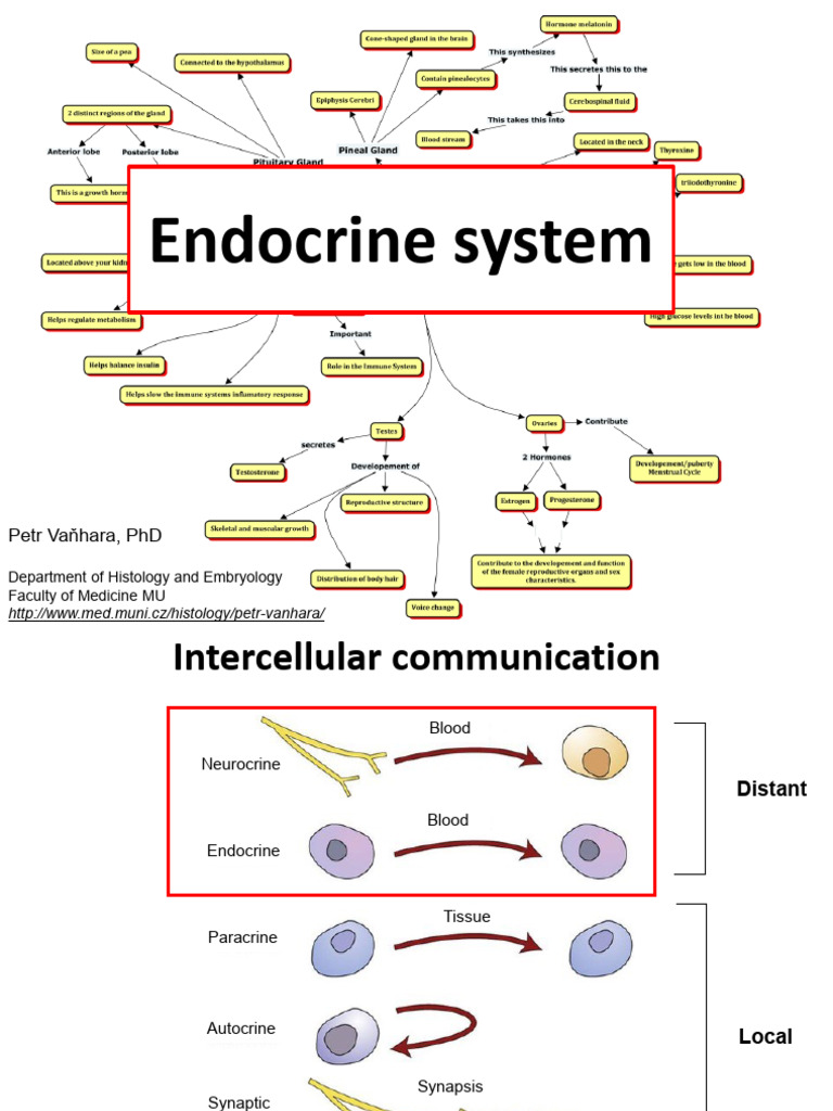 Overview of the Endocrine System | PDF | Endocrine System | Adrenal Gland