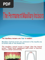 Anatomy of Maxillary Central Incisor | PDF | Dental Anatomy | Dentistry ...