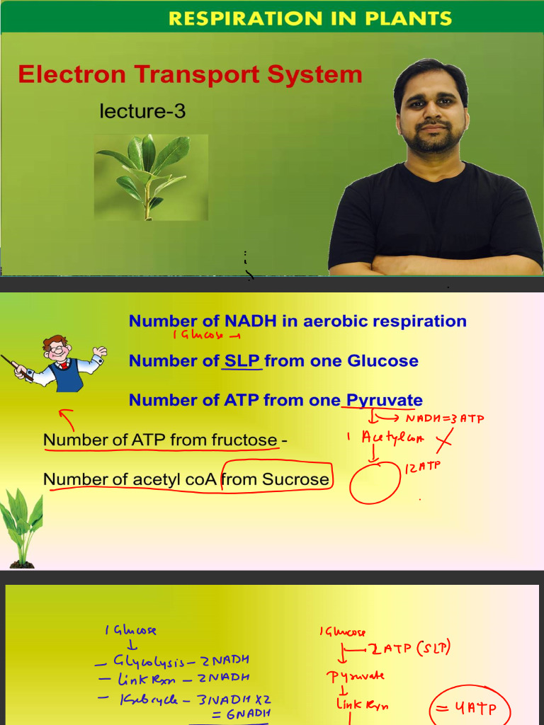 Respiration in Plants 03 - Electron Transport System - Class 11 - NEET ...