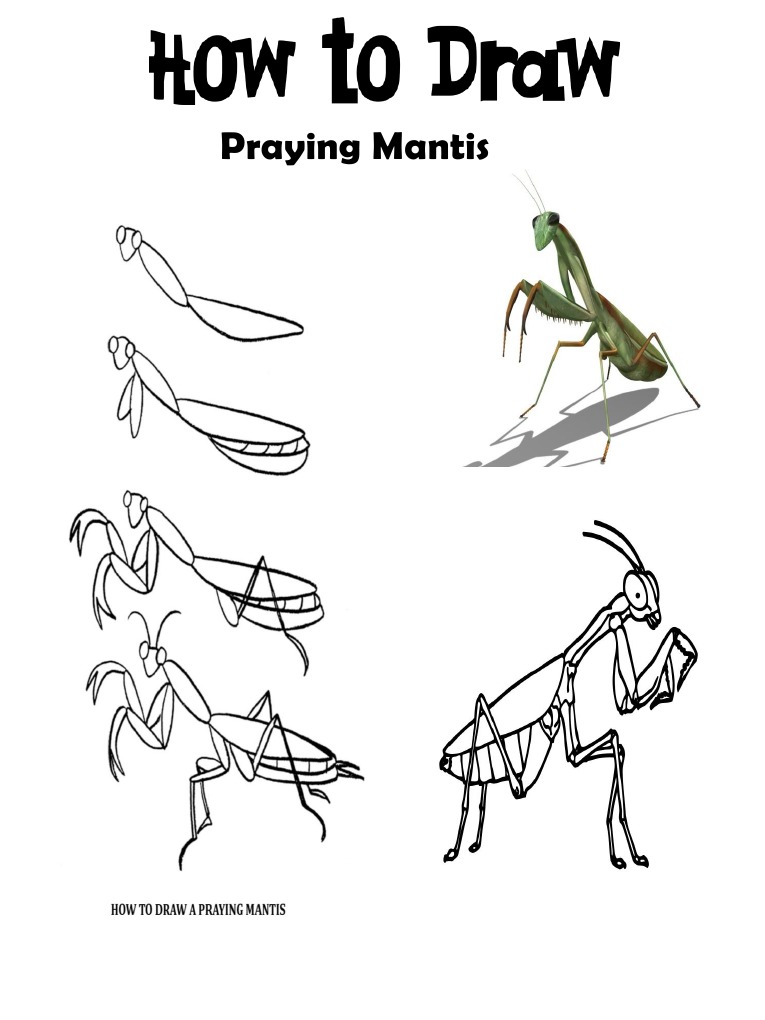 How To Draw A Mantis