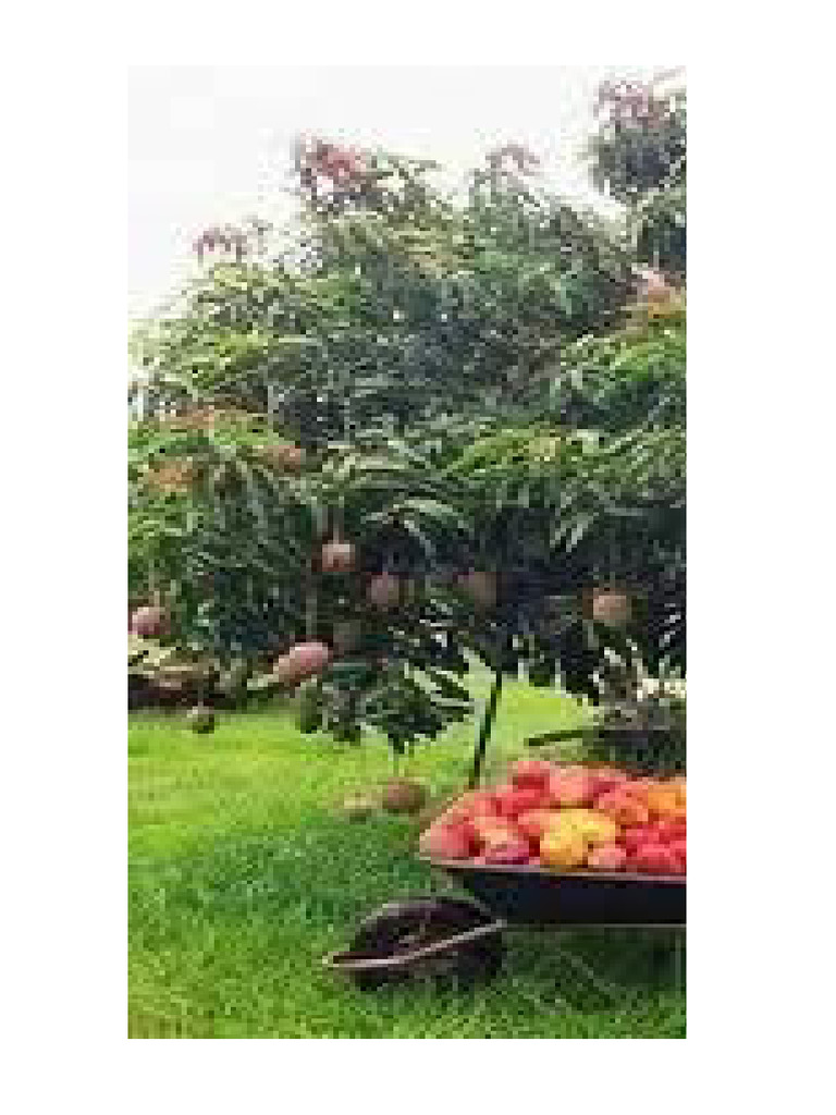 Mango | PDF
