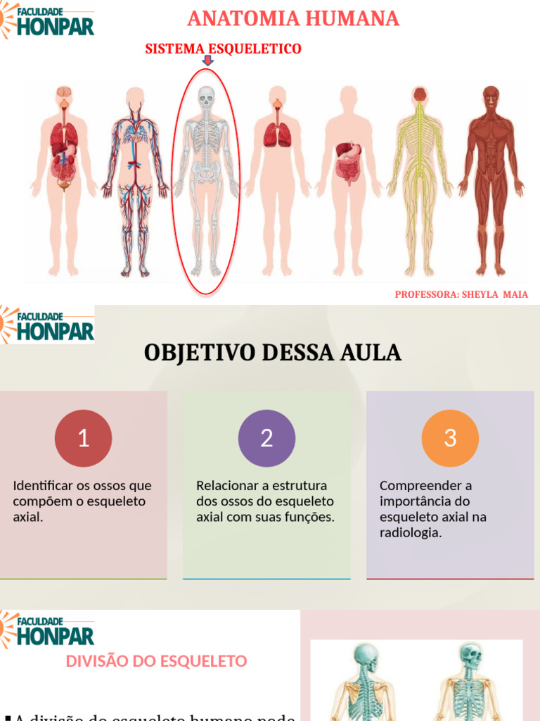 Anatomia do Esqueleto Axial Humano | PDF | Orelha | Coluna vertebral