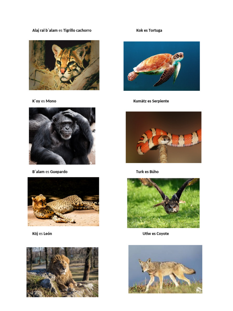 Animales en Kaqchikel: Vocabulario | PDF