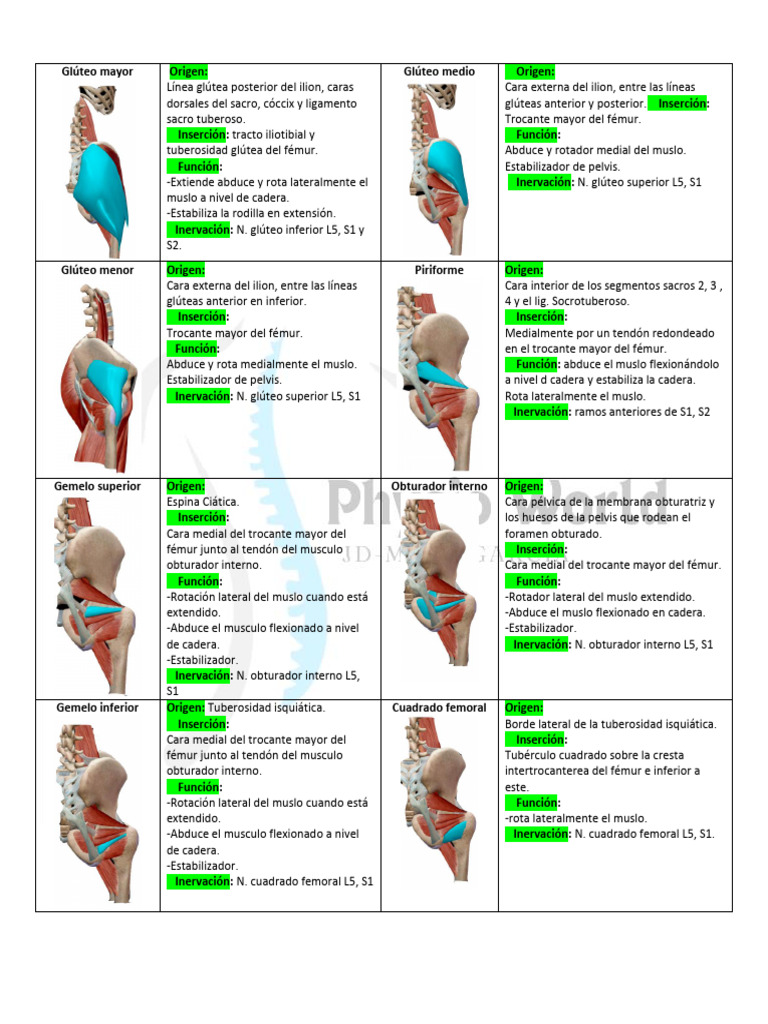 Miembros Inferiores.-1 | PDF | Pelvis | Anatomía humana