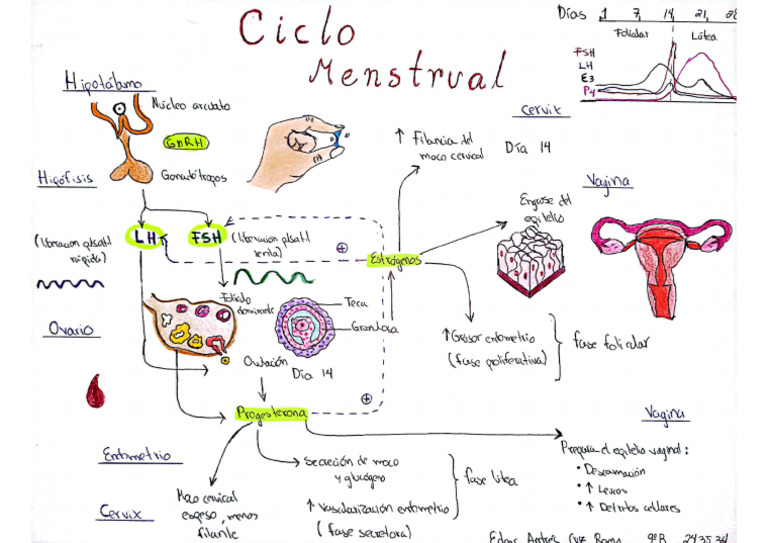 Ciclo Menstrual Mapa Mental | PDF