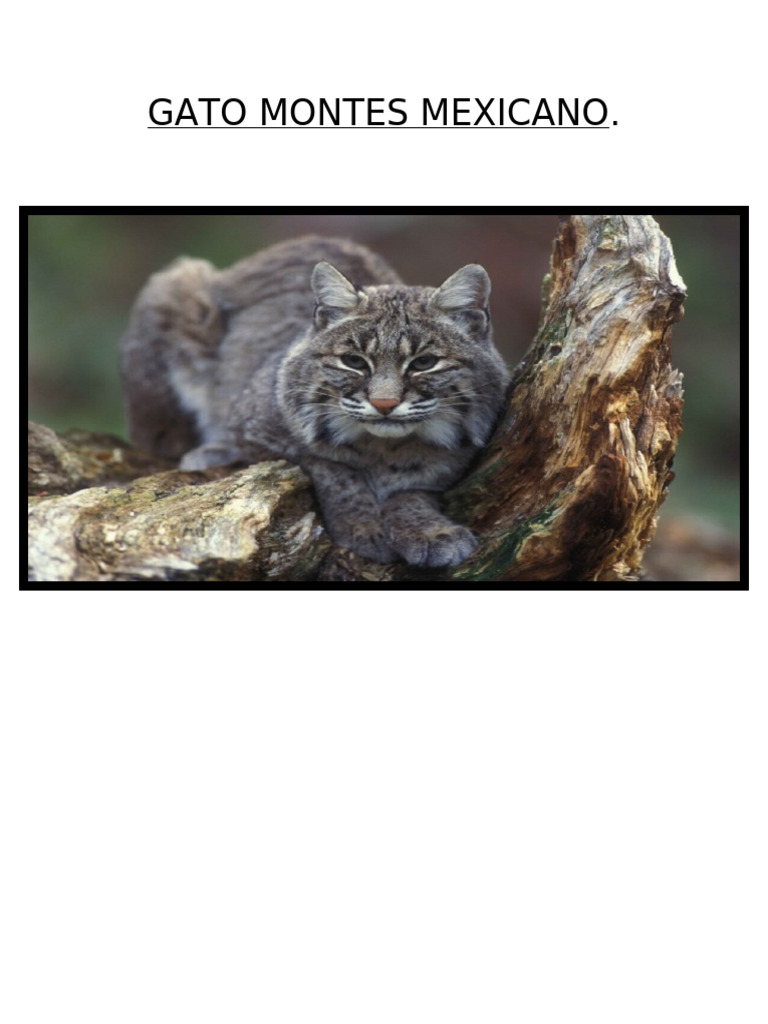 Gato Montes Mexicano: Características y Tamaño | PDF