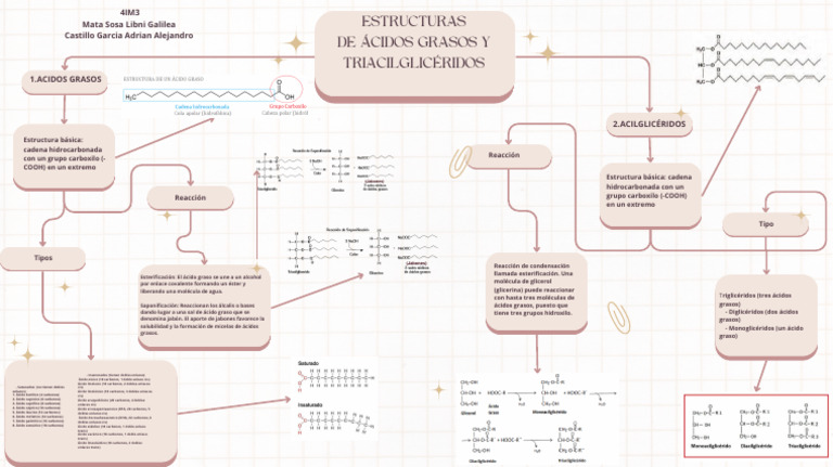 Estructura de Ácidos Grasos y Triglicéridos | PDF | Ácido graso ...
