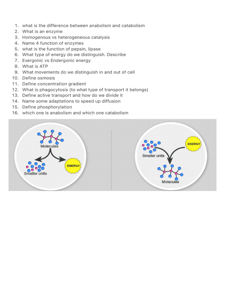 What Is The Difference Between Anabolism and Catabolism | PDF