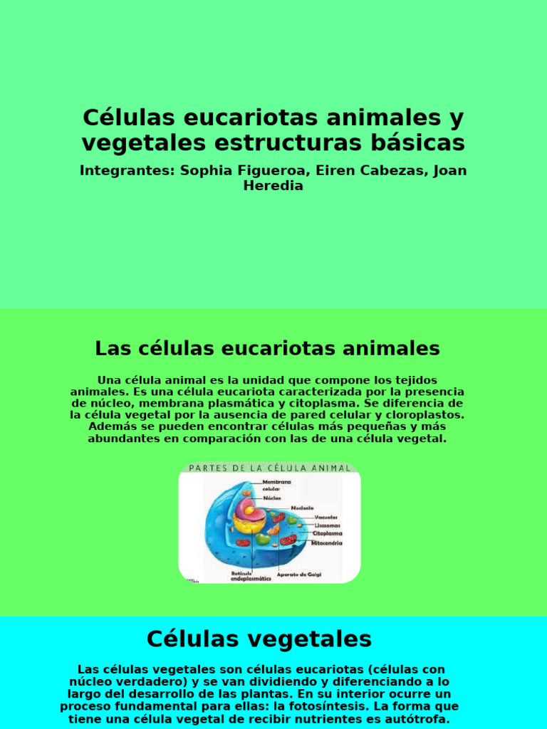 Estructura de Células Eucariotas | PDF | Biología Celular) | Nucleo celular