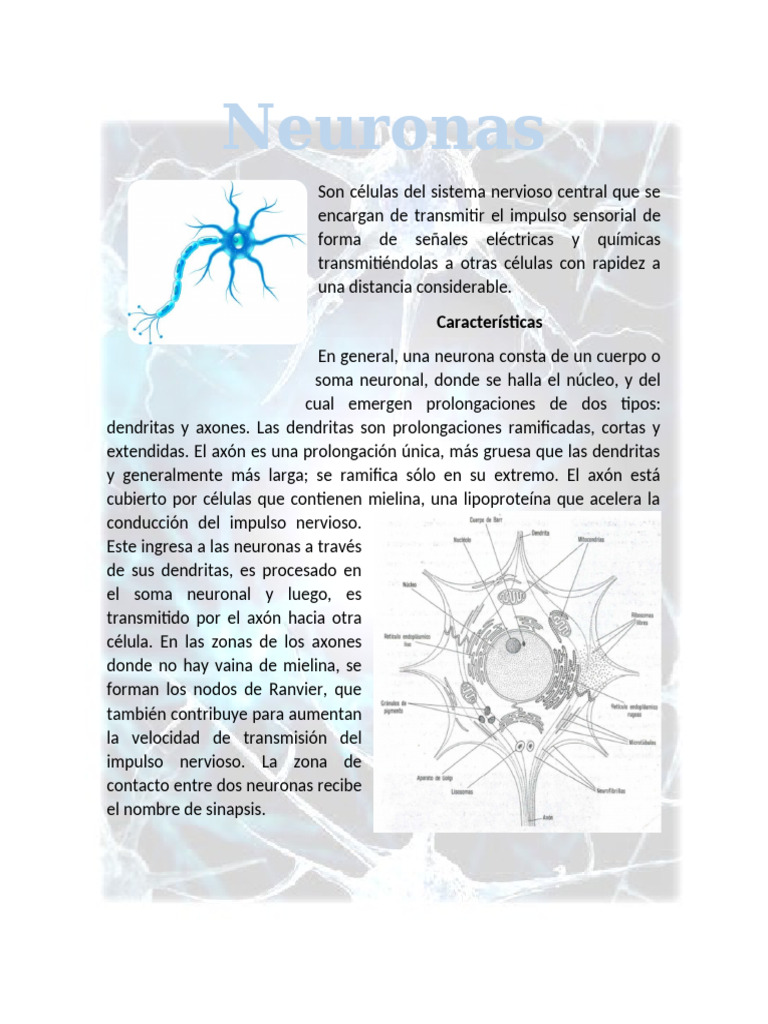 Neuronas Exposicion Grupo 4 | PDF | Sinapsis | Neurona