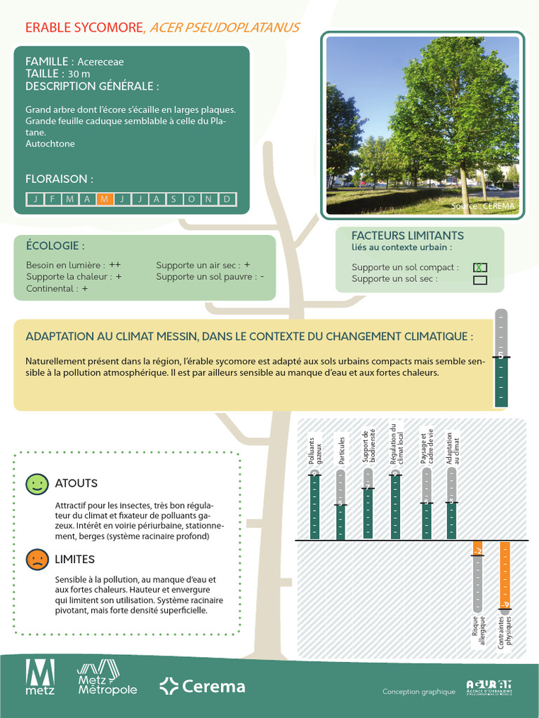 Érable sycomore : atouts et limites urbaines | PDF | Arbres | Érable