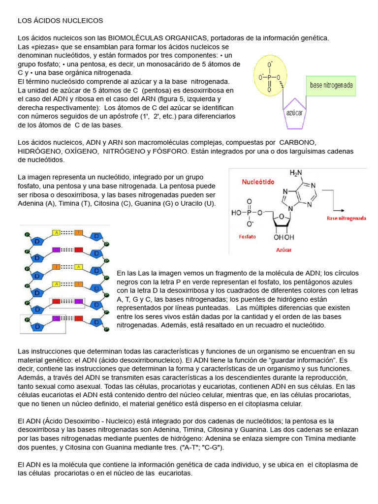 Estructura y Función de Ácidos Nucleicos | PDF | Adn | Ácidos nucleicos