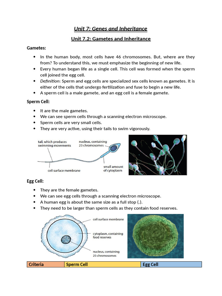 Gametes, Fertilization, and Inheritance | PDF | Ploidy | Meiosis