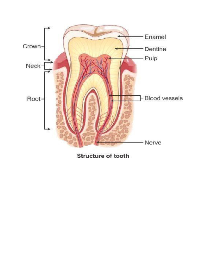 Teeth | PDF
