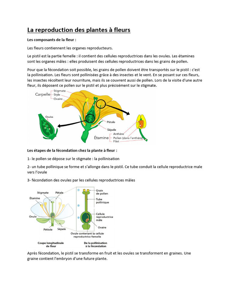 Reproduction des plantes à fleurs | PDF