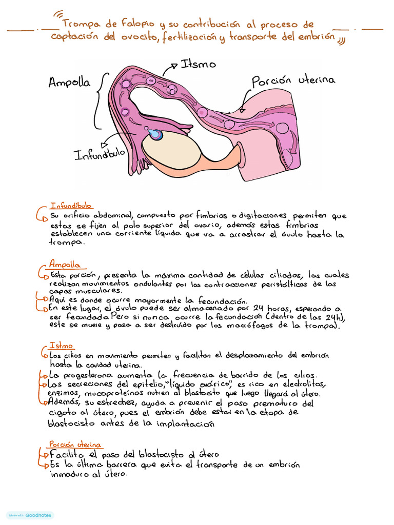Partes y función de las trompas de Falopio | PDF | Sistema Reproductor ...