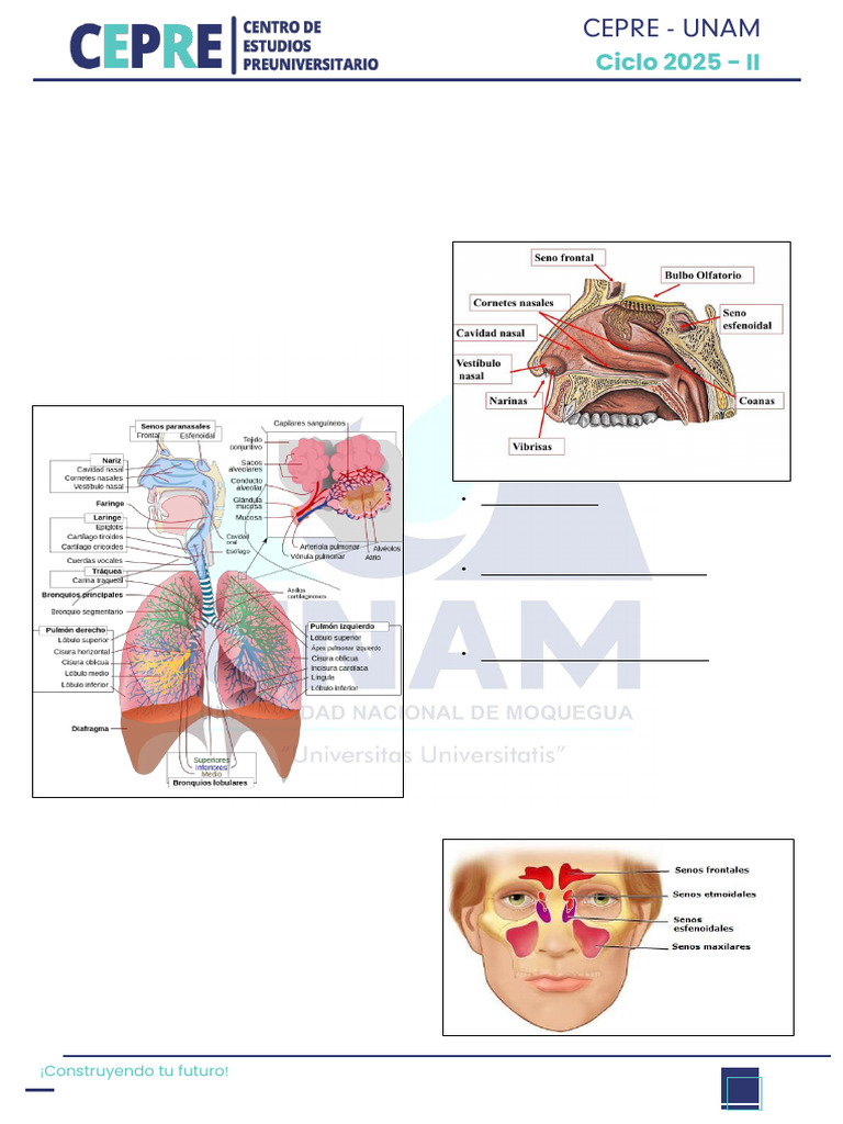 Anatomía del Sistema Respiratorio Humano | PDF | Riñón | Pulmón