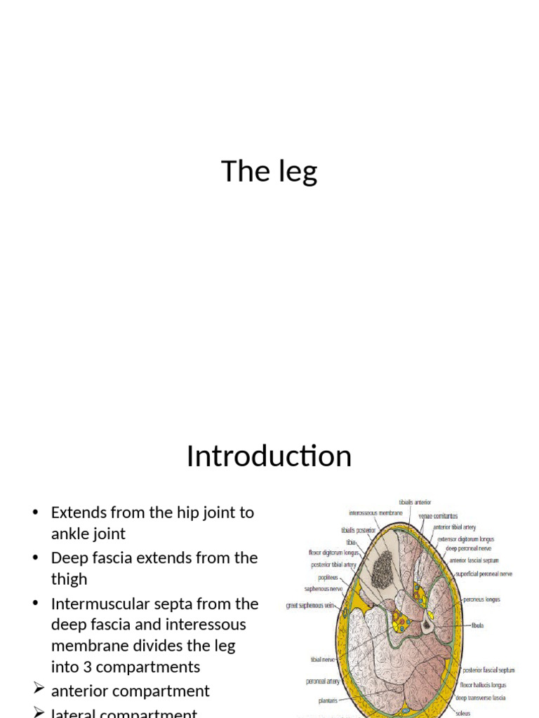 Leg Ant Pstr | PDF | Human Leg | Foot