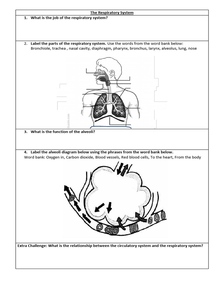The Respiratory System - Worksheet | PDF | Respiratory Tract ...