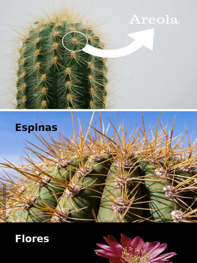 Cactus | PDF
