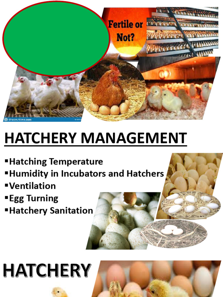 Essential Guide to Hatchery Management | PDF | Egg