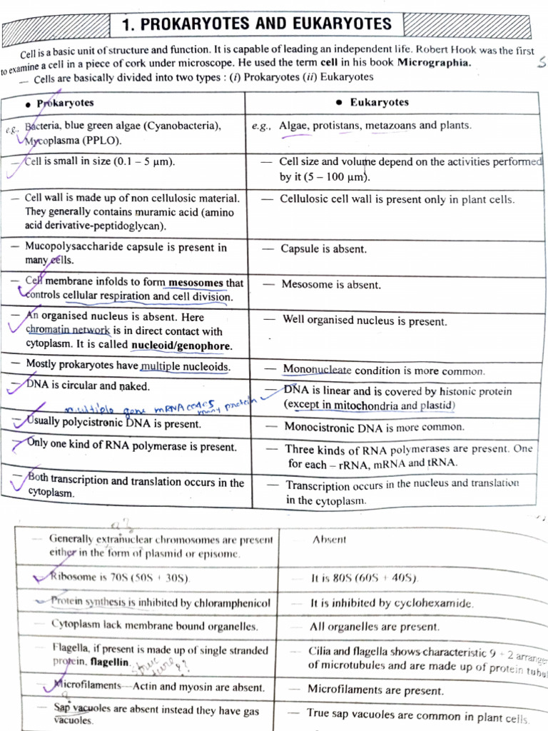 Function of Genophore in Prokaryotes | PDF | Cell (Biology) | Organelle