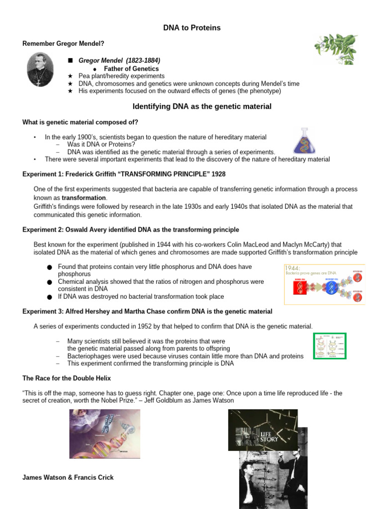 DNA To Proteins Student Notes | PDF | Dna Replication | Dna