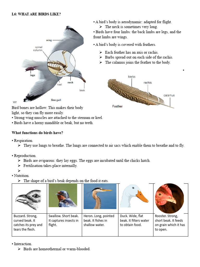 Bird Anatomy and Adaptations for Flight | PDF | Beak | Birds