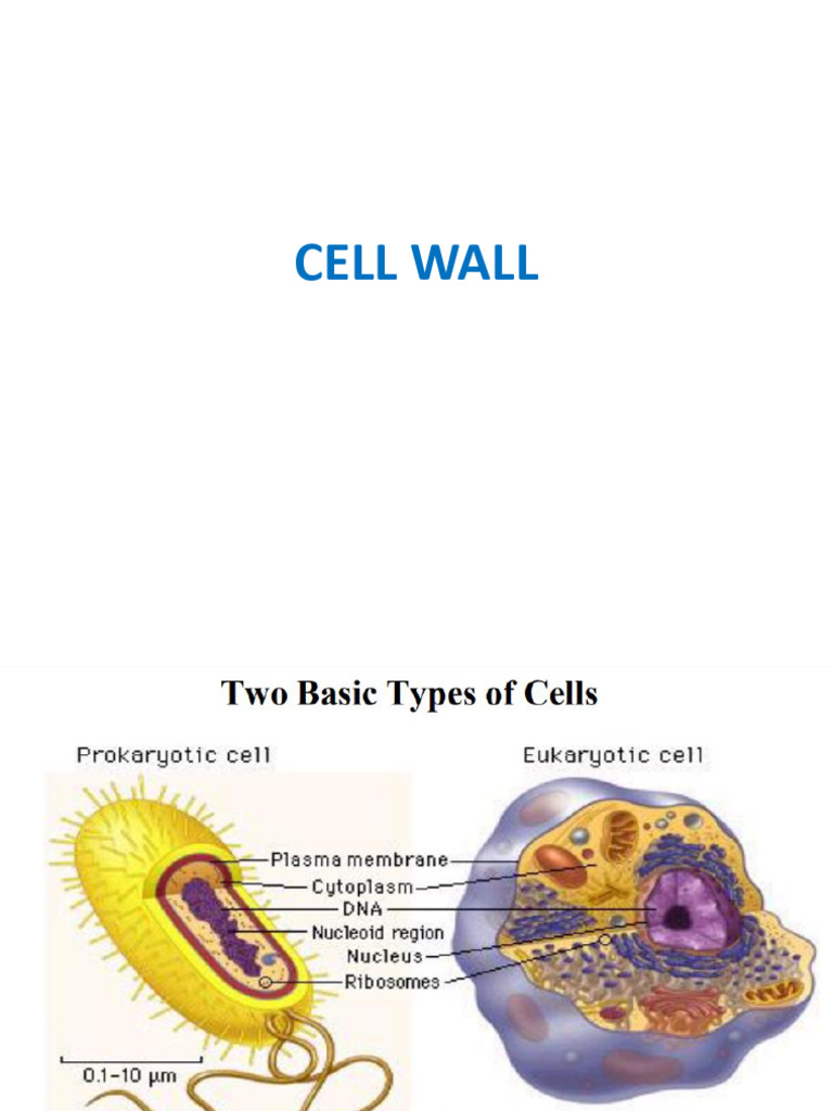 Understanding Plant Cell Walls and Staining | PDF | Cell Wall | Cellulose