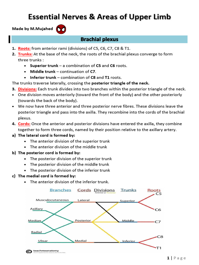 Major Nerves of the Upper Limb | PDF | Arm | Hand