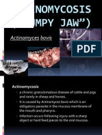 Actinomycosis Bovine Jaw Infection
