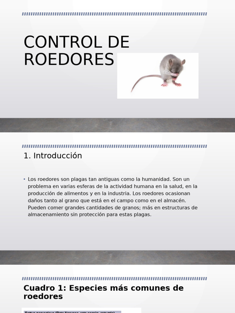 Control Efectivo de Roedores: Guía Práctica | PDF | Roedor | Alimentos
