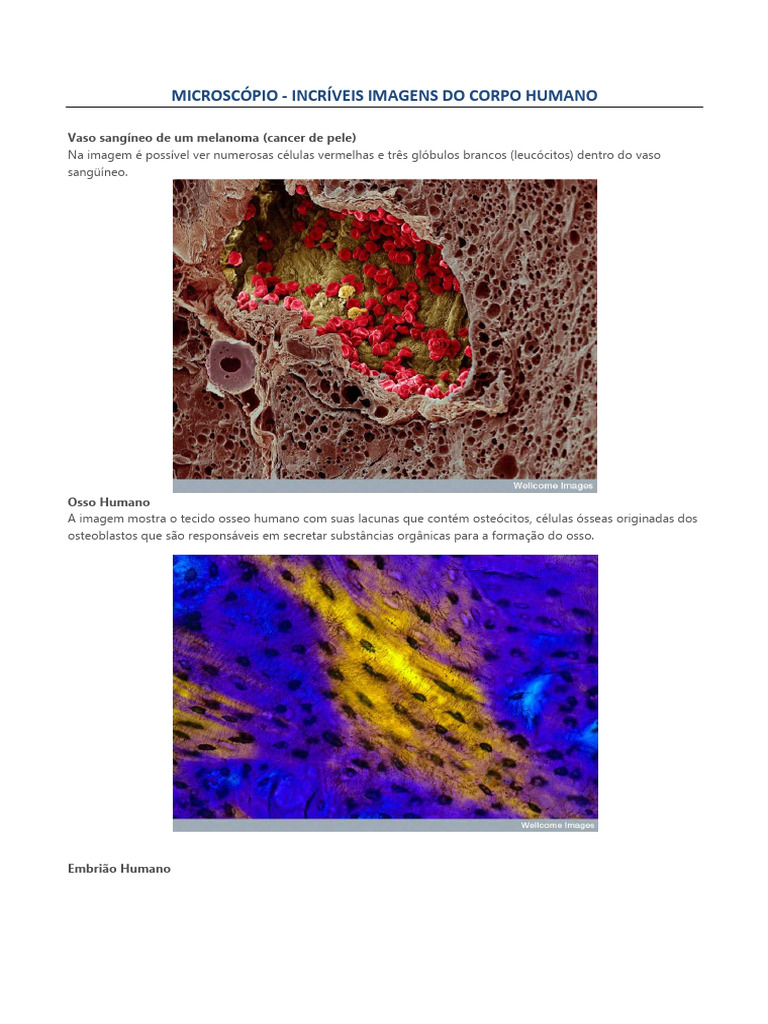 Imagens Microscópicas do Corpo Humano | PDF
