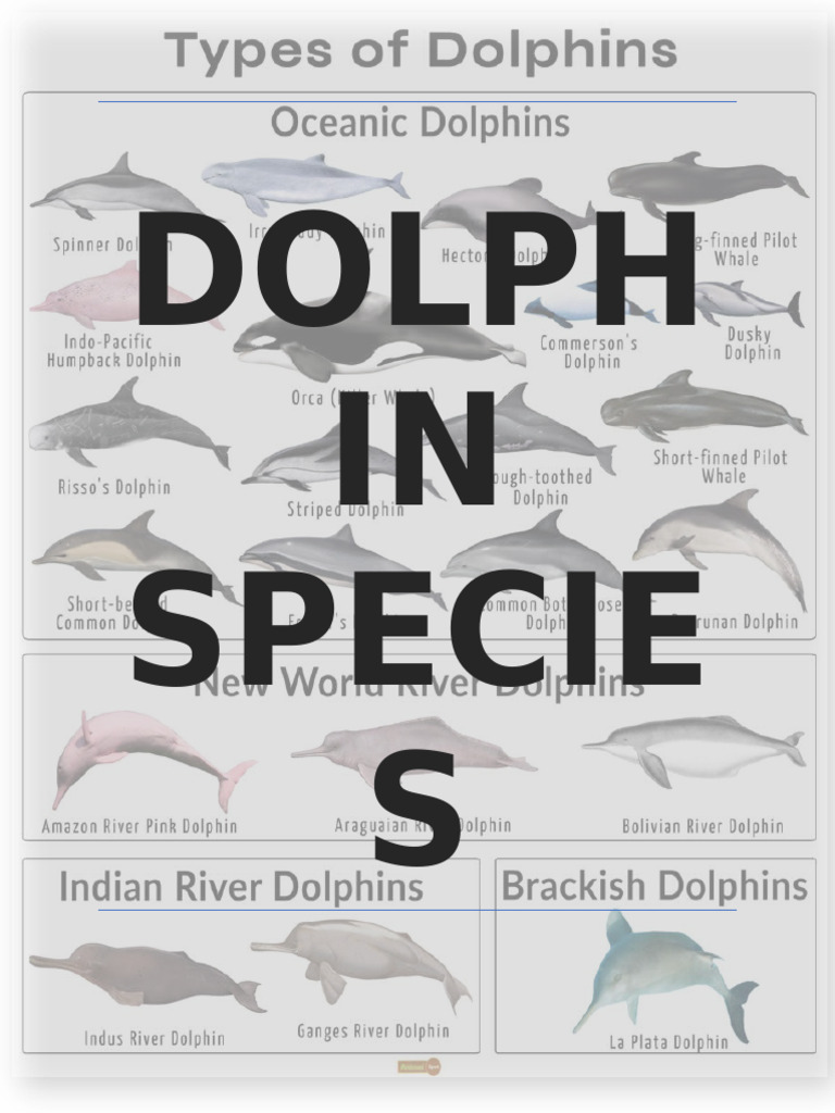 Dolphin Species | PDF | Dolphin | Marine Mammals