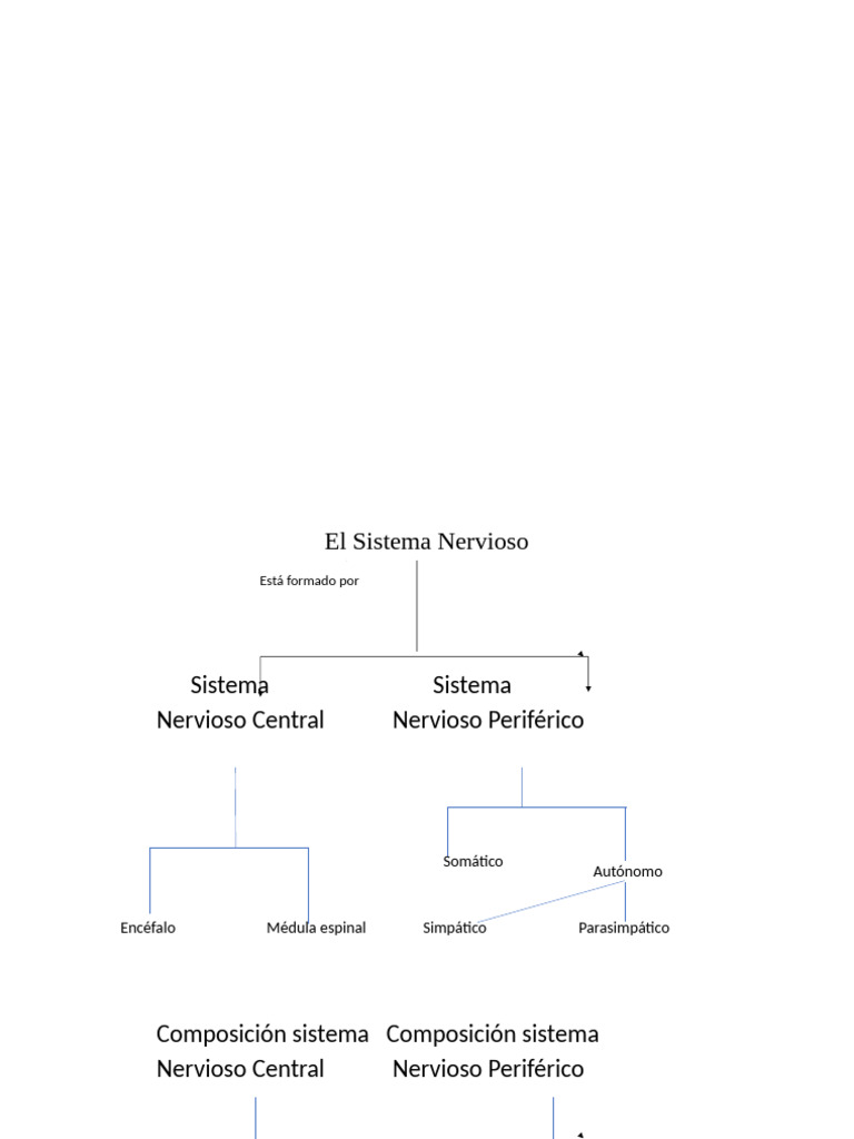 Estructura del Sistema Nervioso | PDF