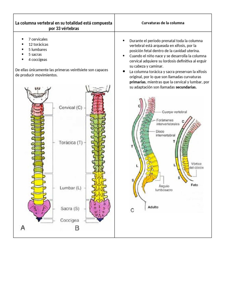 Curvaturas de la columna vertebral | PDF | La columna vertebral | Pelvis