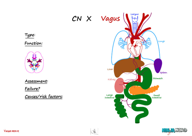 NEURO-16 Vagus Nerve (Illustrations - Template) | PDF