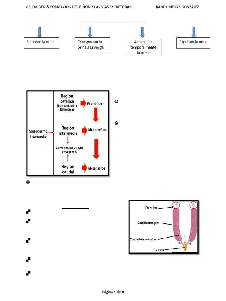 Formación del Riñón y Vías Excretoras | PDF | Riñón | Sistema urinario