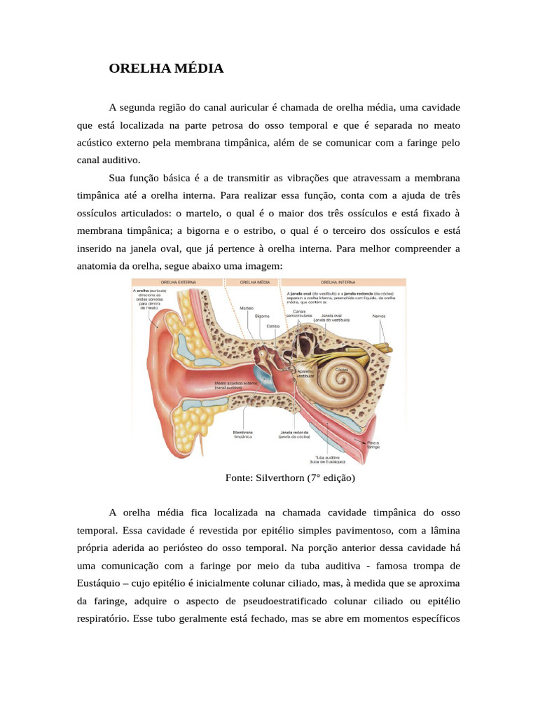 Anatomia e Função da Orelha Média | PDF | Orelha | Audição